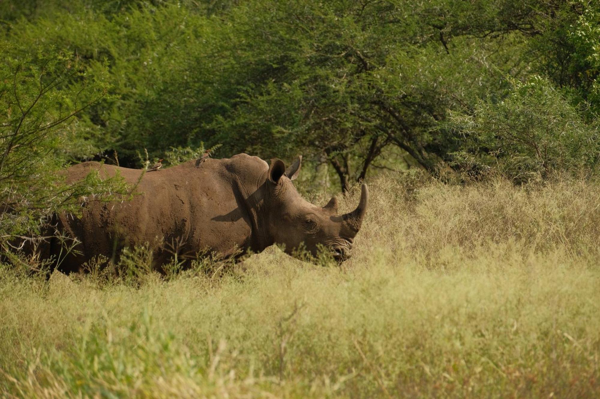 Africamps At White Elephant Safaris Pongola Exterior foto