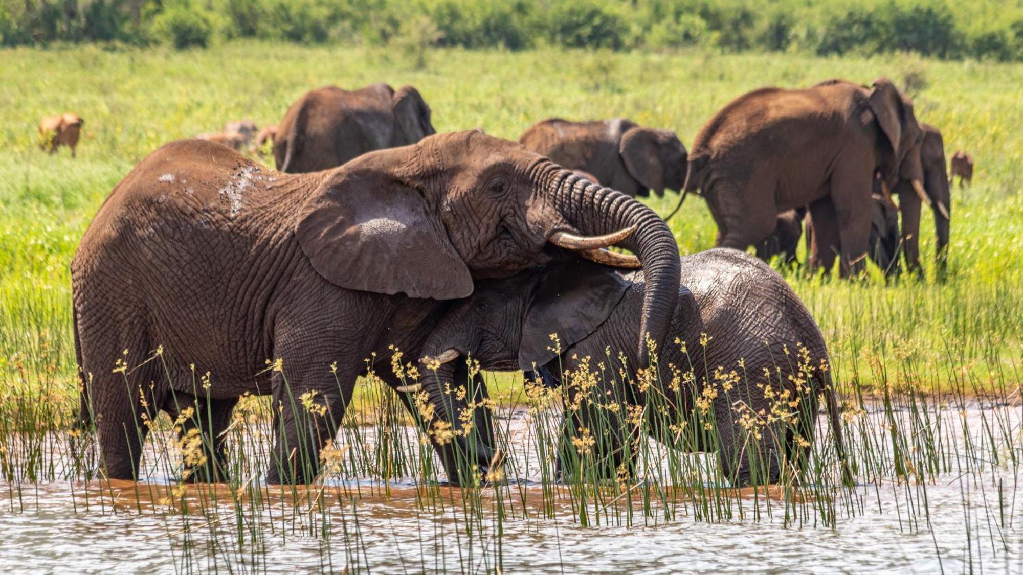 Africamps At White Elephant Safaris Pongola Exterior foto